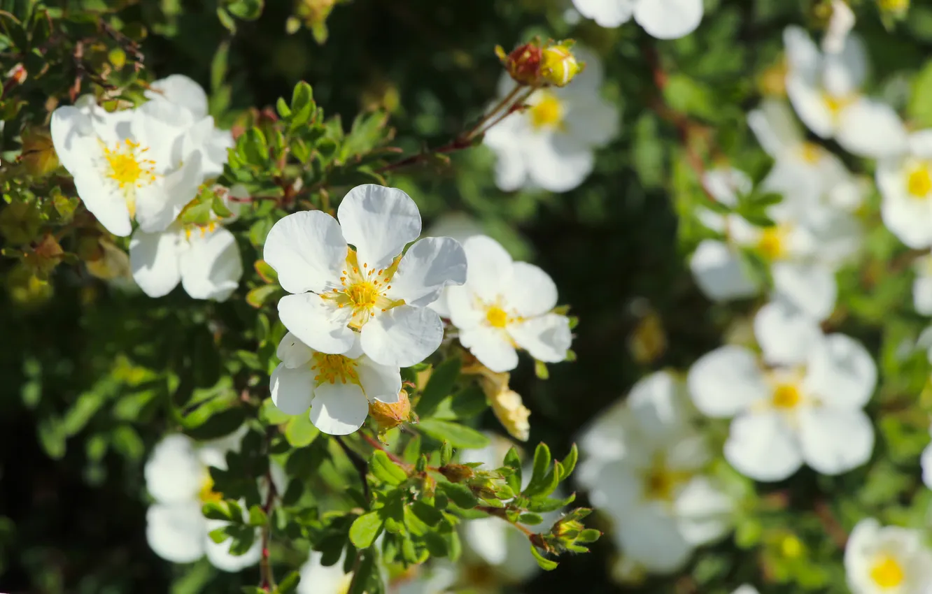 Фото обои white, twig, blooming