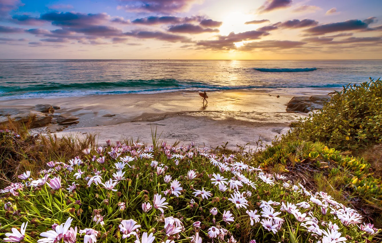 Фото обои закат, цветы, побережье, Калифорния, California, Тихий океан