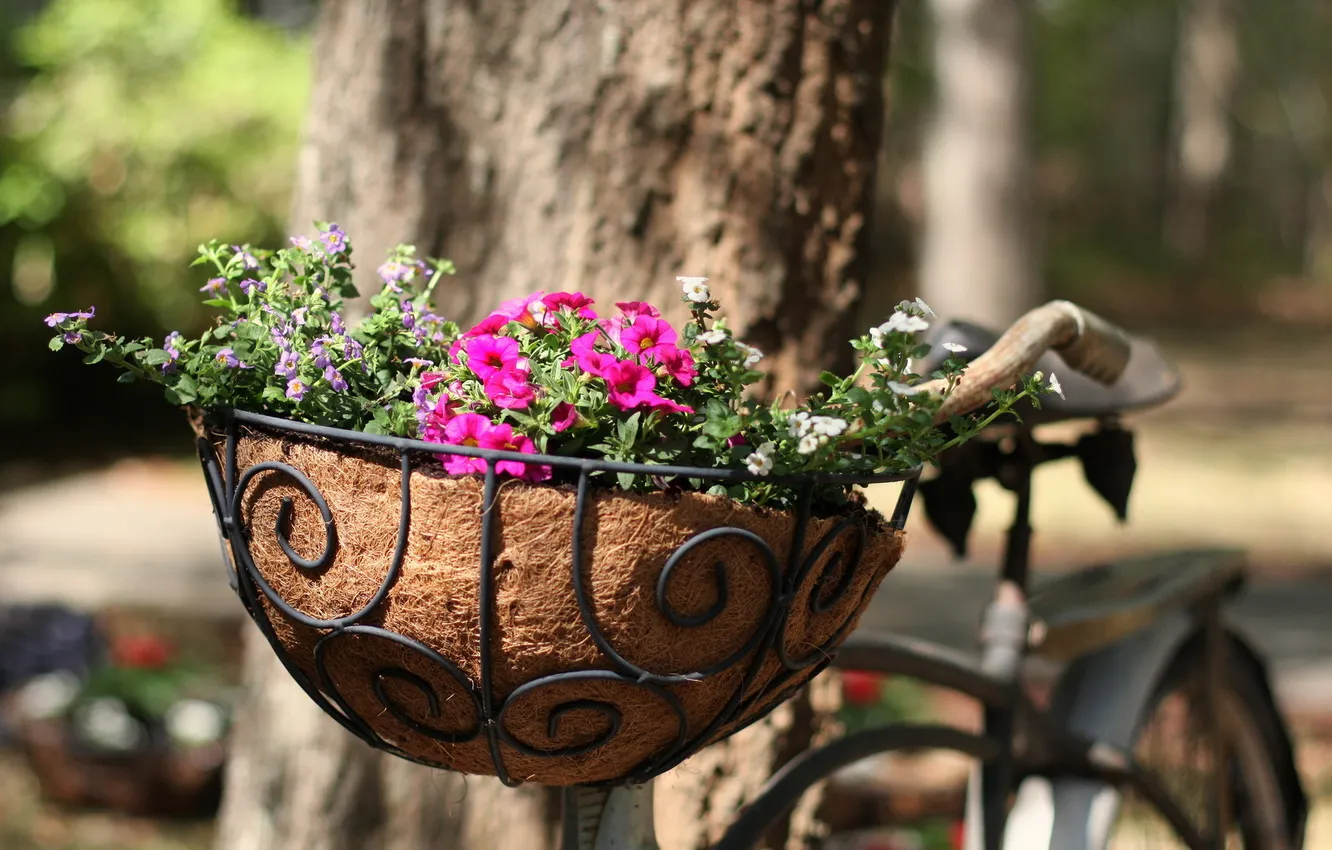 Фото обои цветы, велосипед, улица