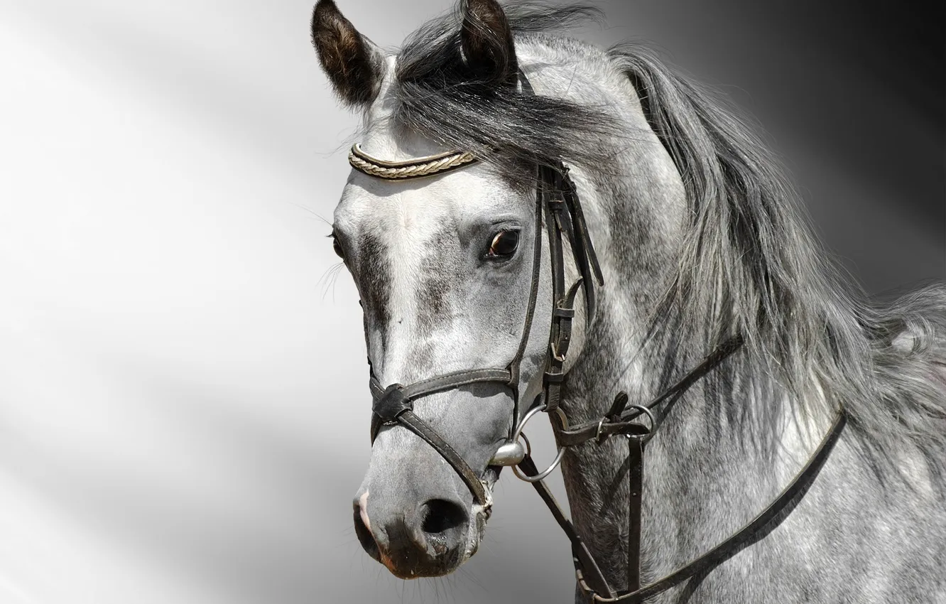 Фото обои eyes, horse, head