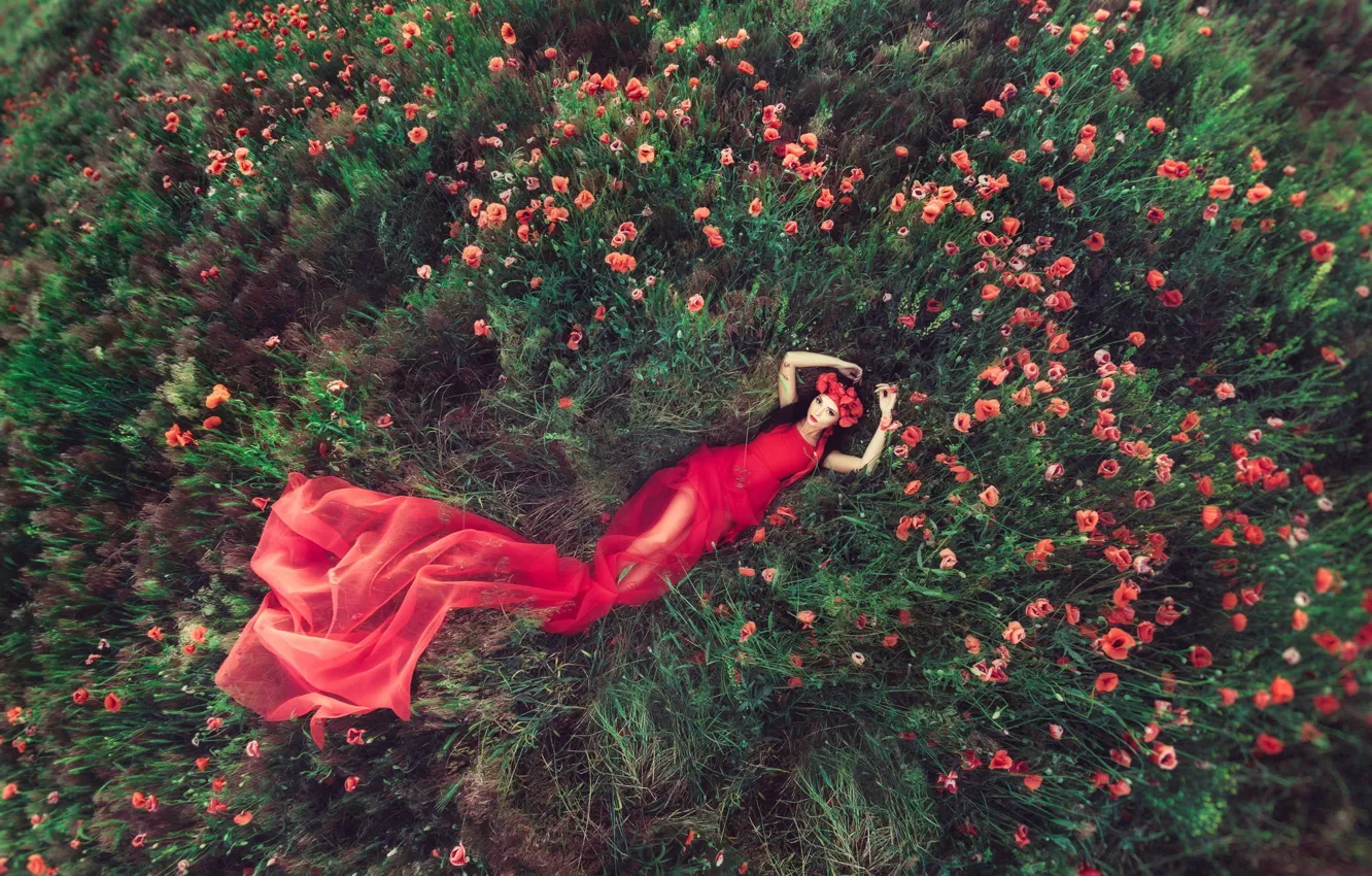 Фото обои поле, девушка, цветы, маки, платье в красном
