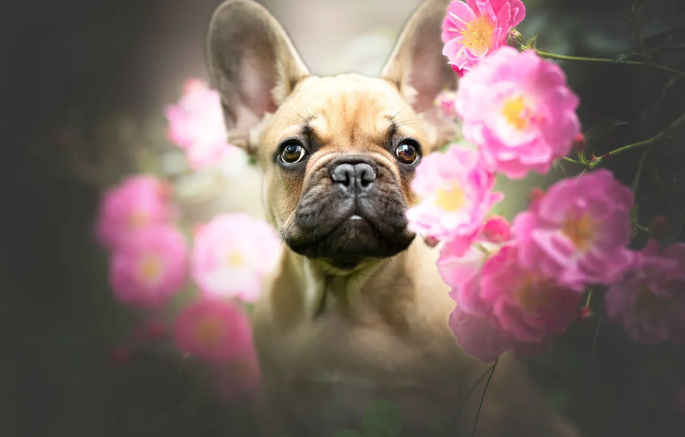 Фото обои взгляд, морда, цветы, портрет, розы, собака, Французский бульдог