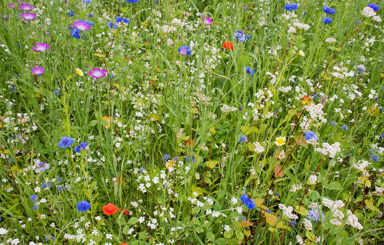Фото обои поле, лето, трава, цветы, ковер, лепестки, сад, луг