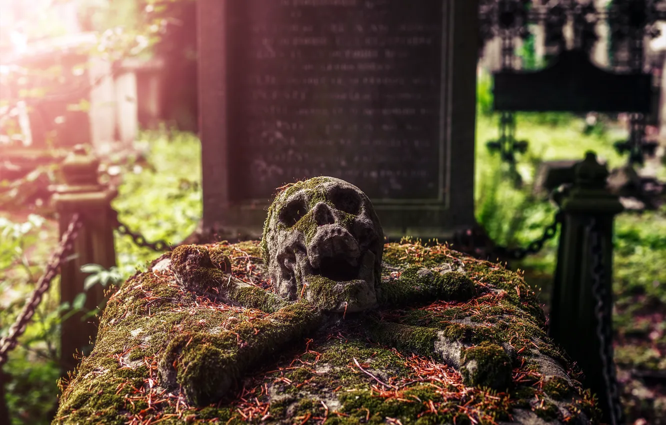 Фото обои череп, кладбище, могила