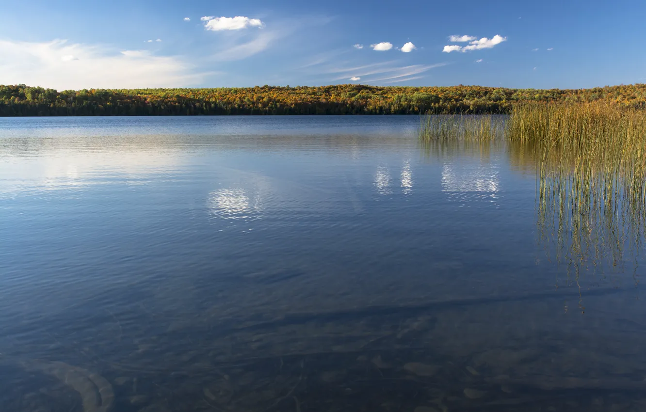 Фото обои небо, вода, озеро, пруд, растение
