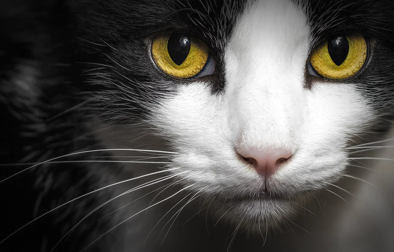 Фото обои кошка, глаза, кот, взгляд, морда, крупный план, темный фон, черно-белый