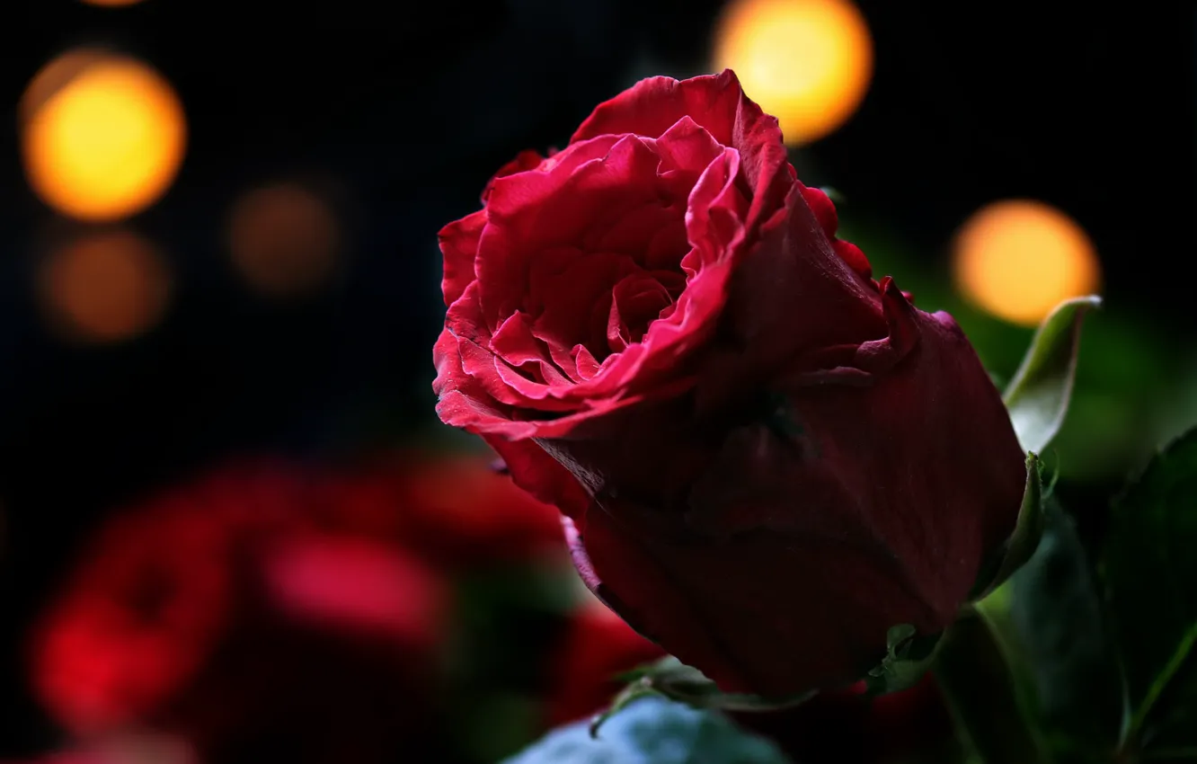 Фото обои цветок, красный, фон, Роза, бутон