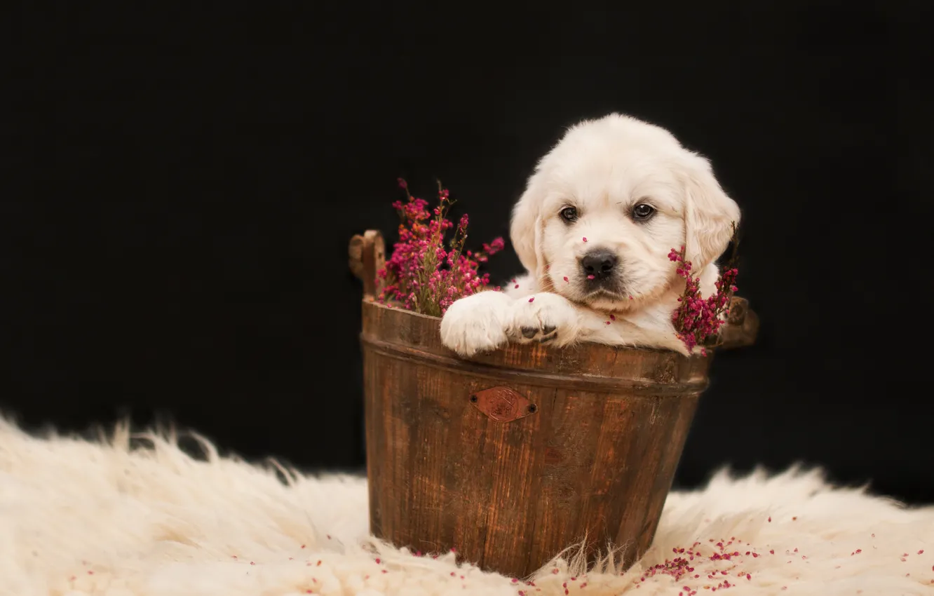 Фото обои белый, цветы, фон, темный, собака, щенок, мех, сидит