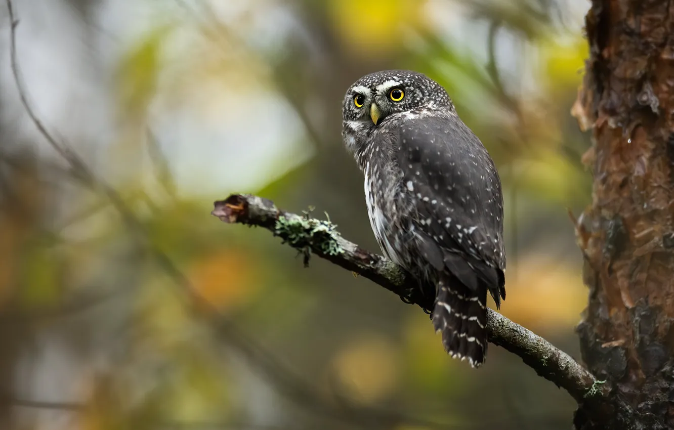 Фото обои осень, взгляд, деревья, ветки, природа, сова, птица, листва