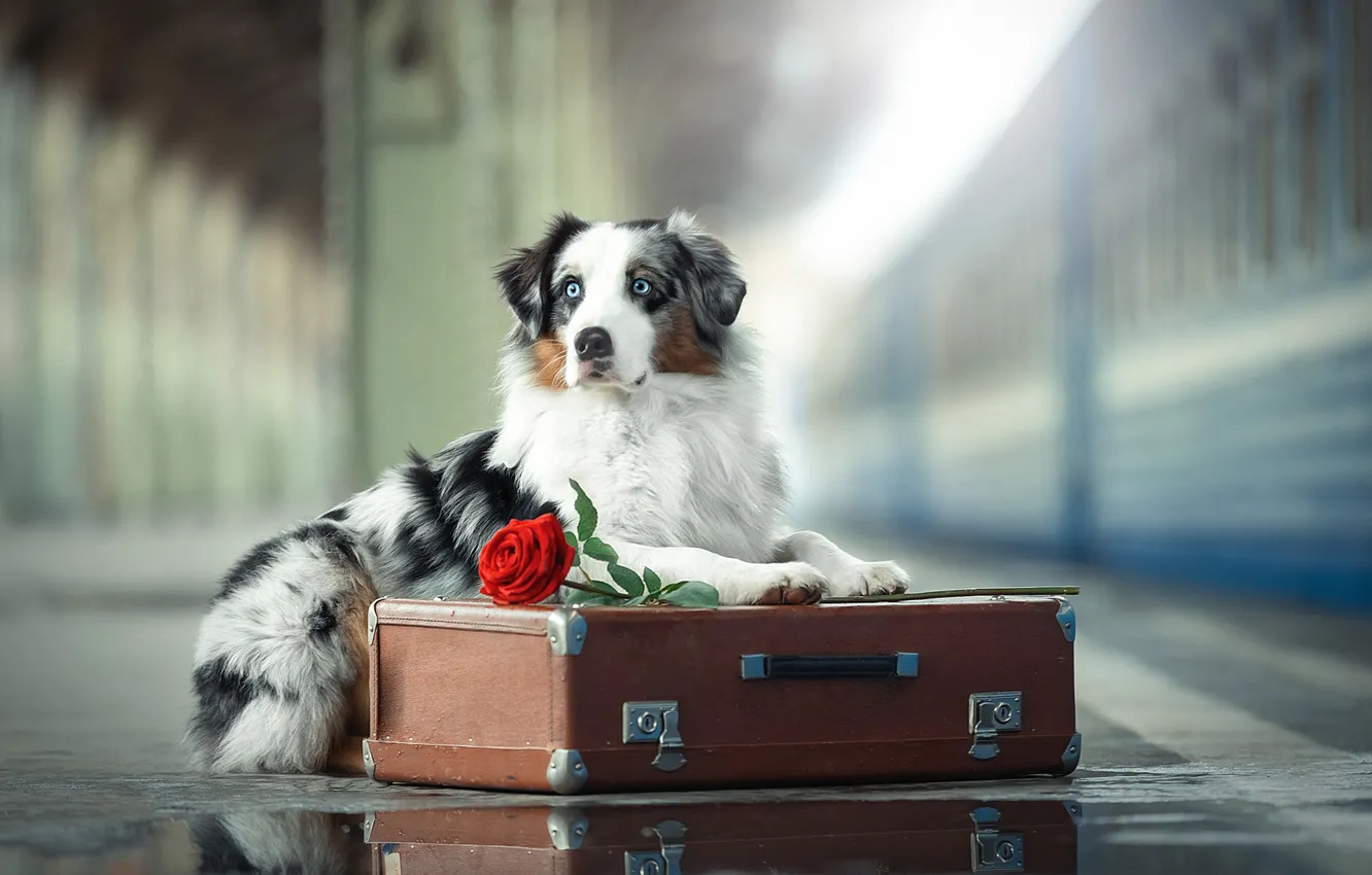 Фото обои цветок, роза, собака, перрон, чемодан, Австралийская овчарка, Аусси, Светлана Писарева