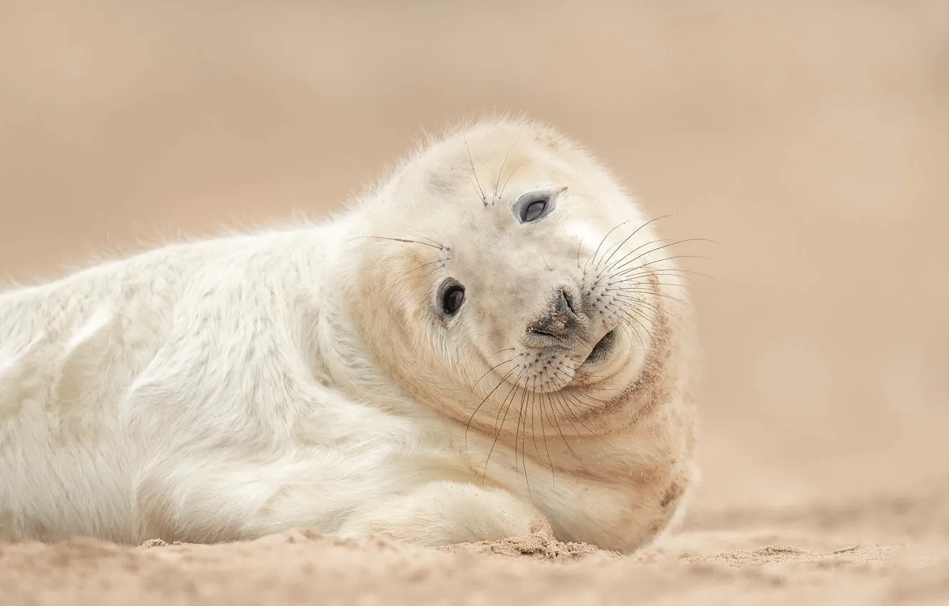 Фото обои песок, взгляд, фон, тюлень, детёныш, тюленёнок