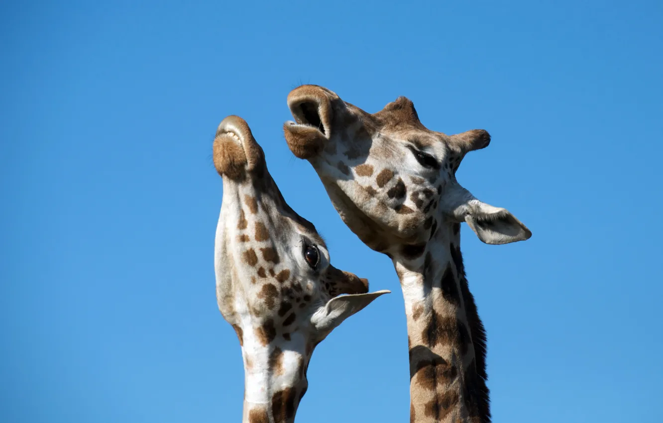 Фото обои жирафы, дуэт, песня