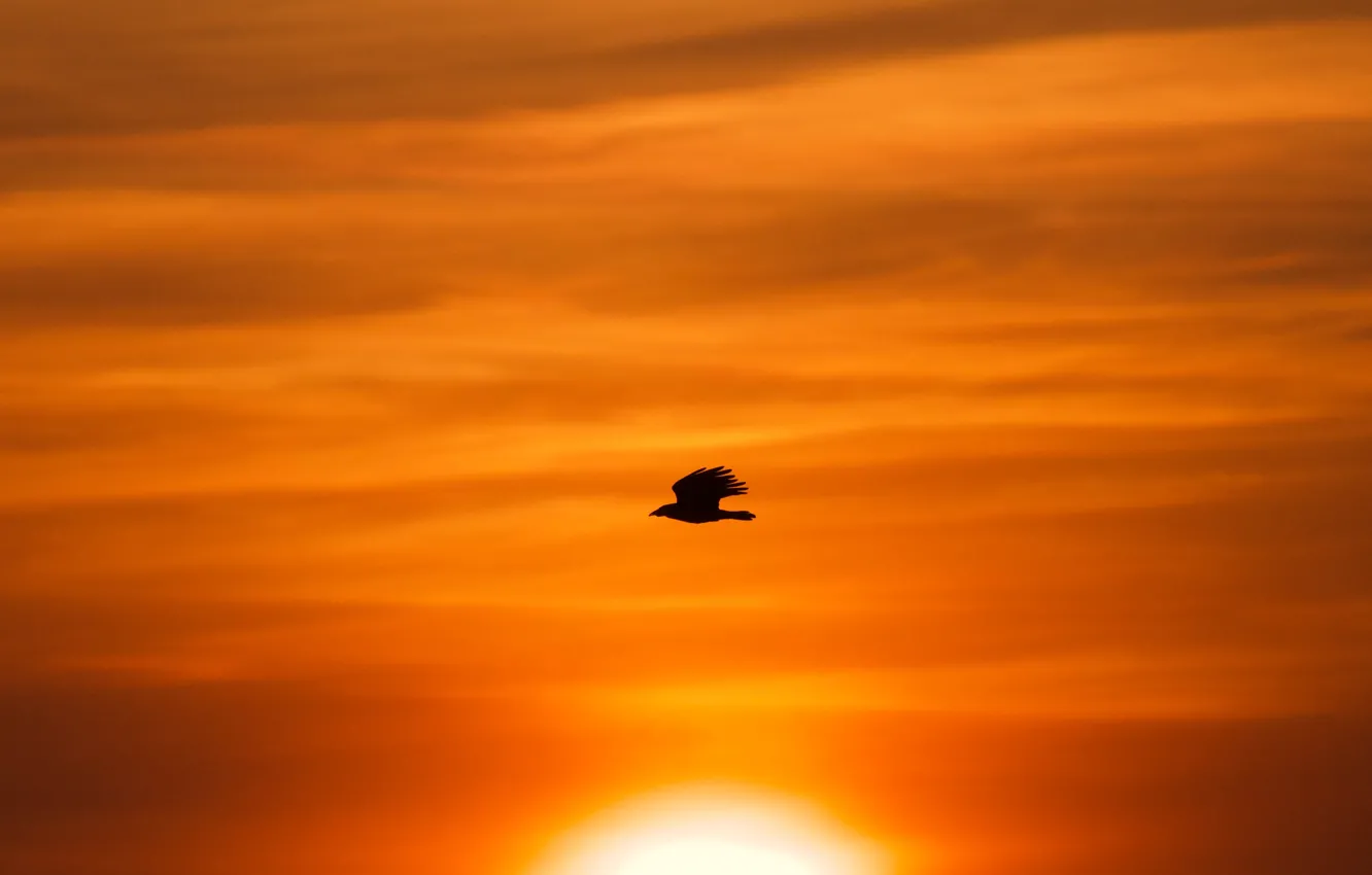 Фото обои Eagle, Free, Clouds, Sun, Bird, Birds of Prey, Sun Goes Down, Heather Wilde