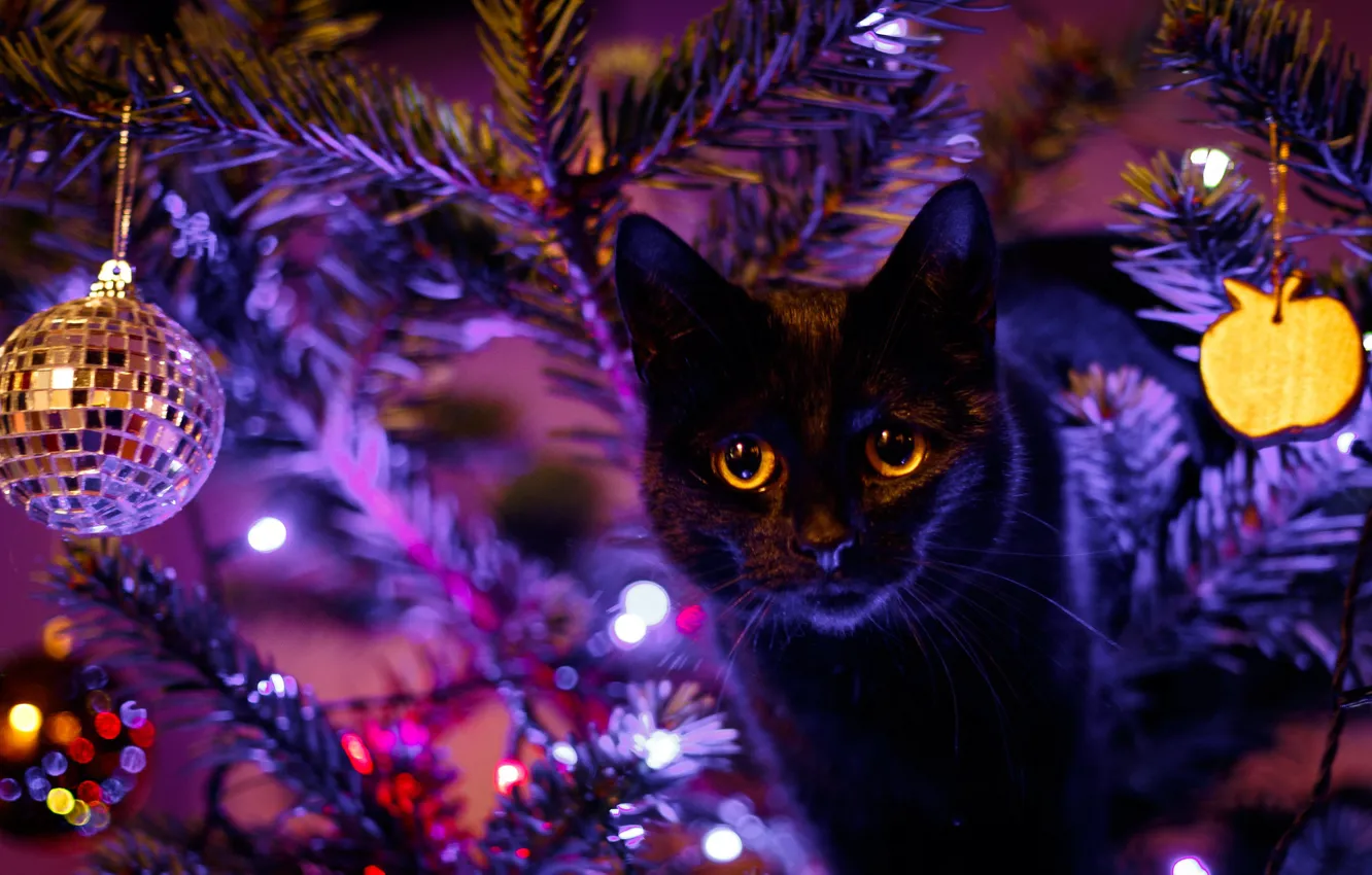 Фото обои глаза, кот, черный, игрушки, елка