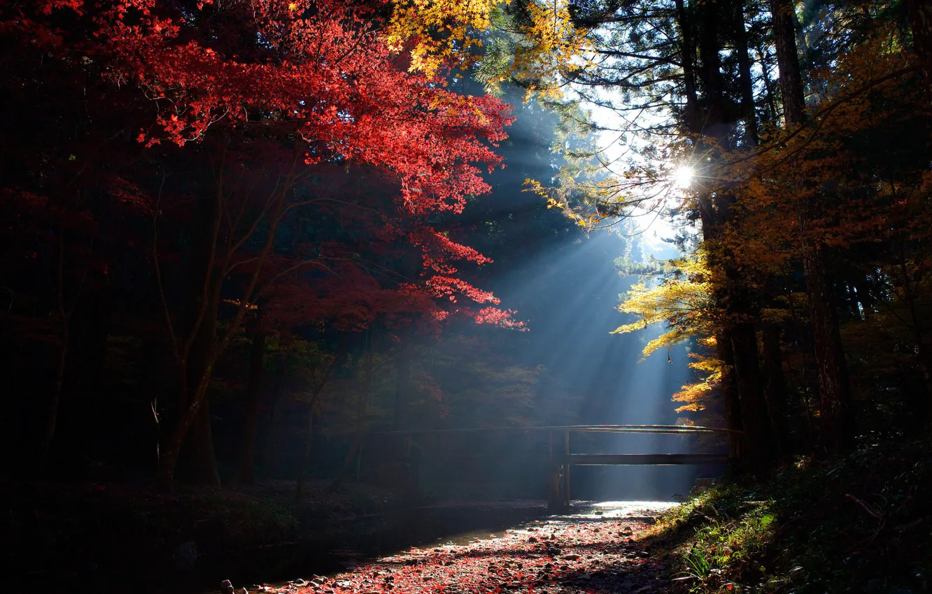 Фото обои лес, солнце, лучи, свет, деревья, ручей, мостик