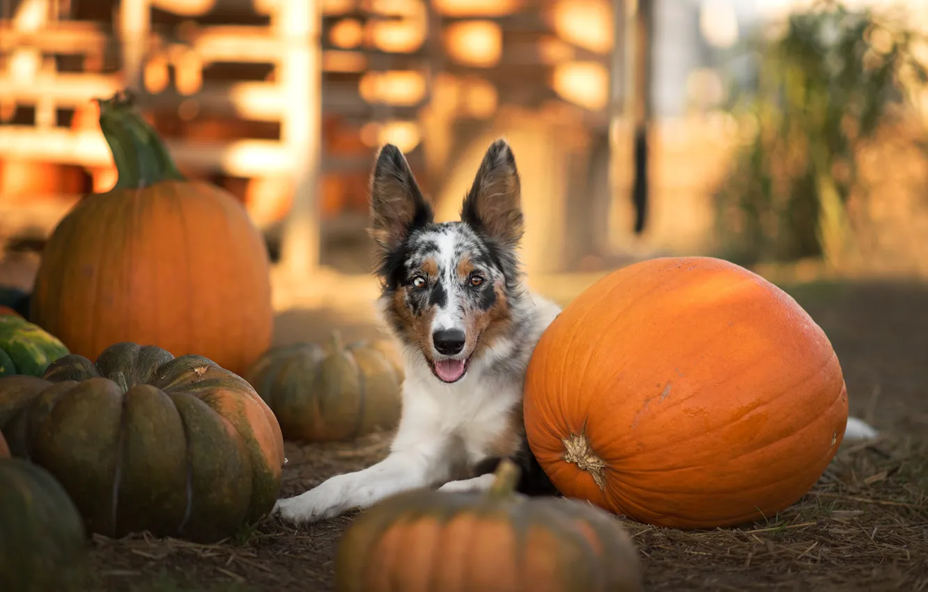 Фото обои осень, язык, взгляд, свет, собака, урожай, сено, тыквы