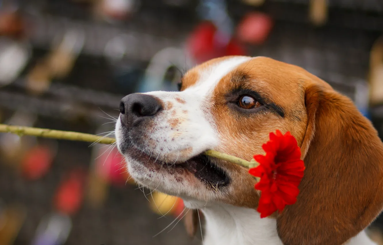 Фото обои цветок, взгляд, собака