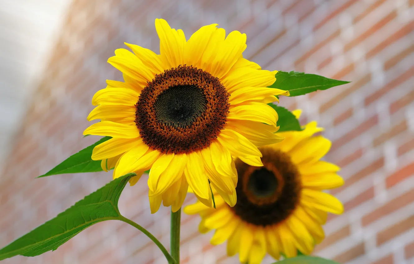 Фото обои Flower, Yellow, Sunflower