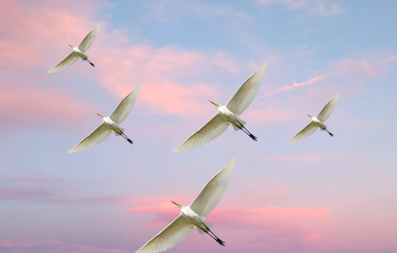 Фото обои flying, pinky sky, thorks