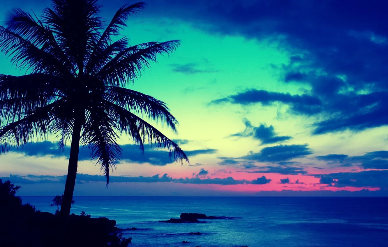 Фото обои море, пальма, вечер