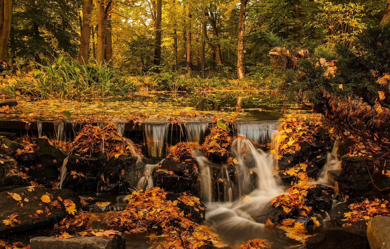Фото обои осень, лес, листья, деревья, ветки, парк, камни, листва