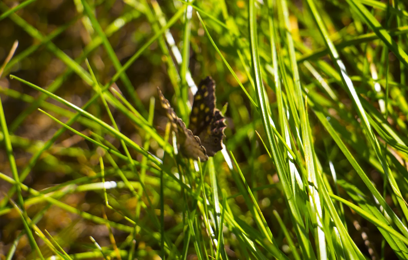 Фото обои лето, трава, бабочка