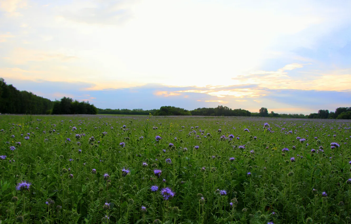 Фото обои закат, Поле, небо., синие цветы