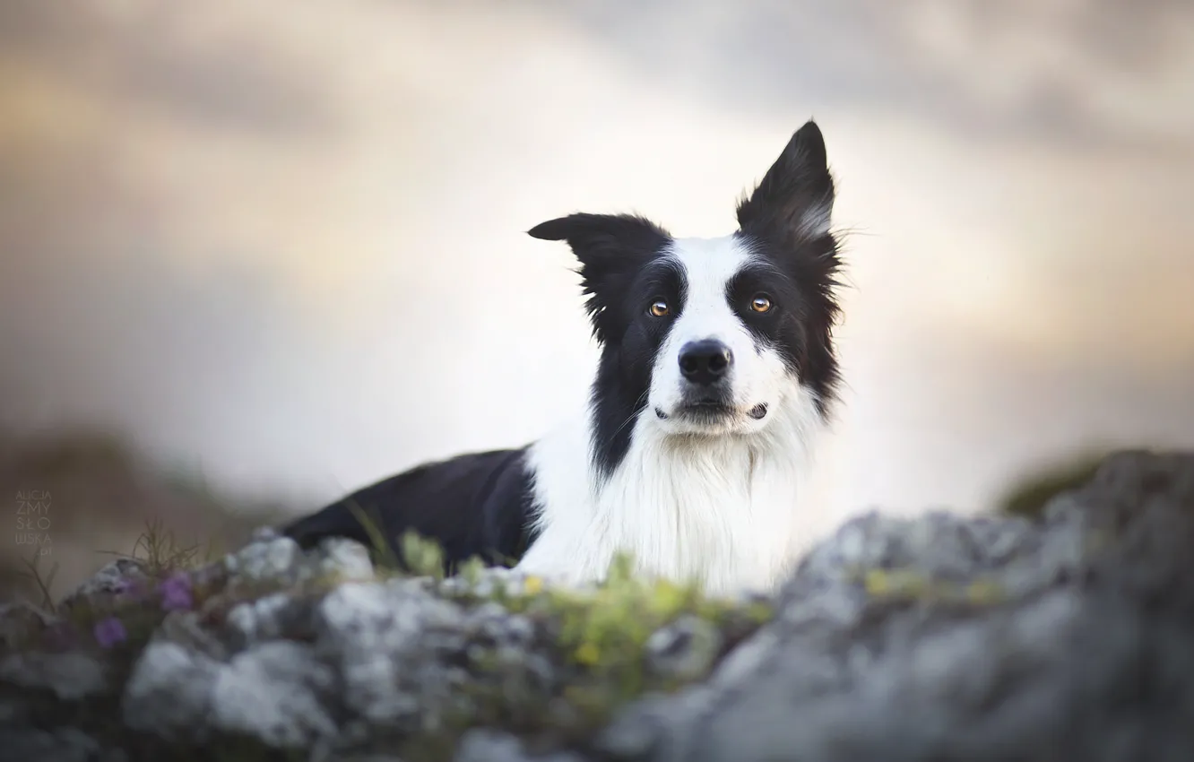 Фото обои друг, пёс, Border Collie, Бордер-колли