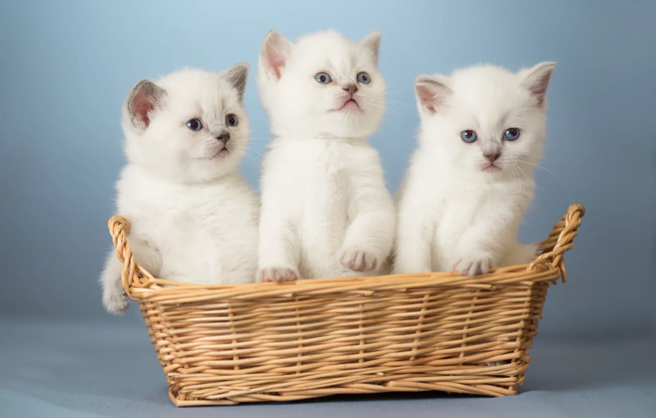 Фото обои корзина, котята, малыши, трио, троица