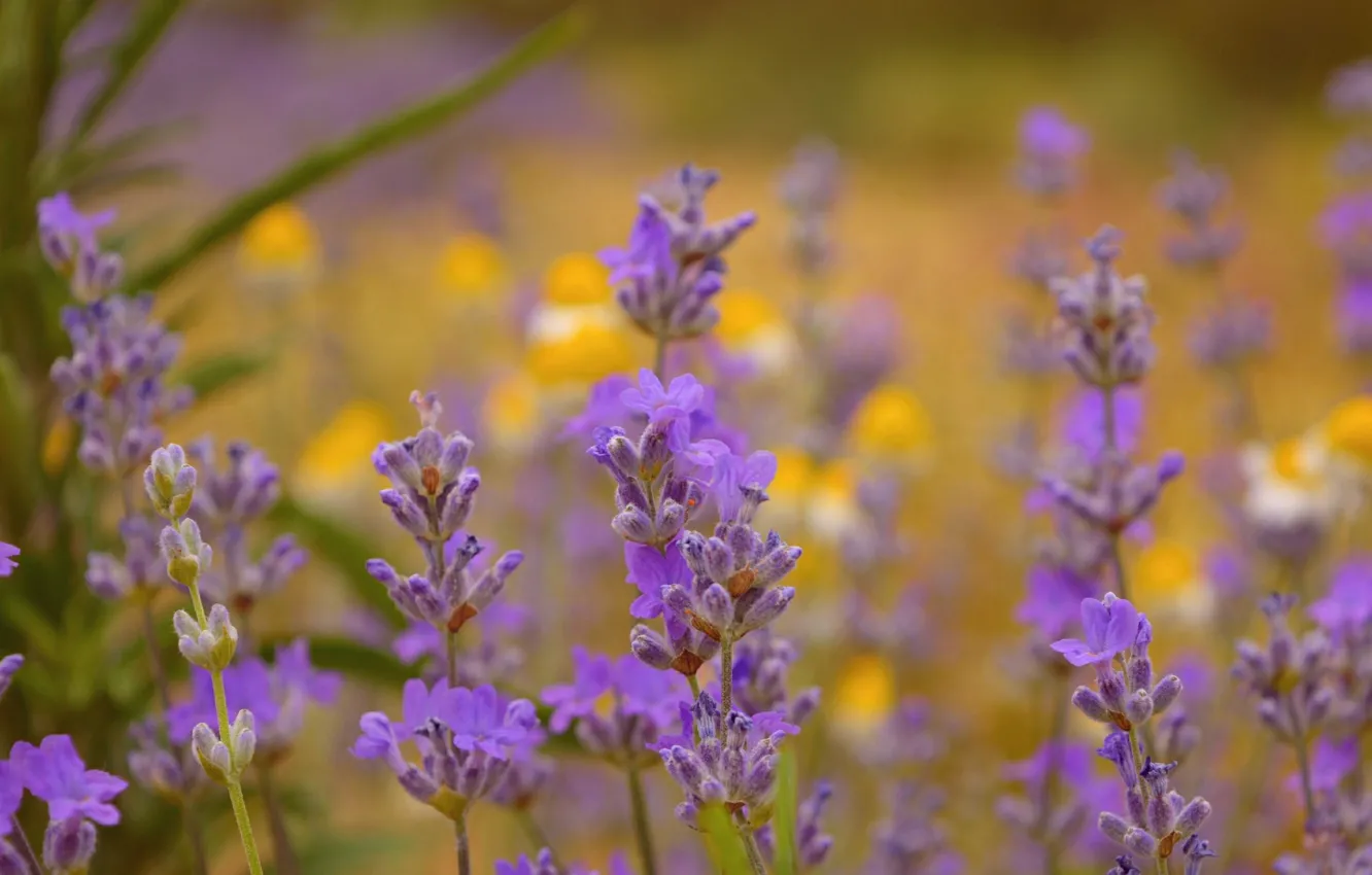 Фото обои Лаванда, Lavender, Field