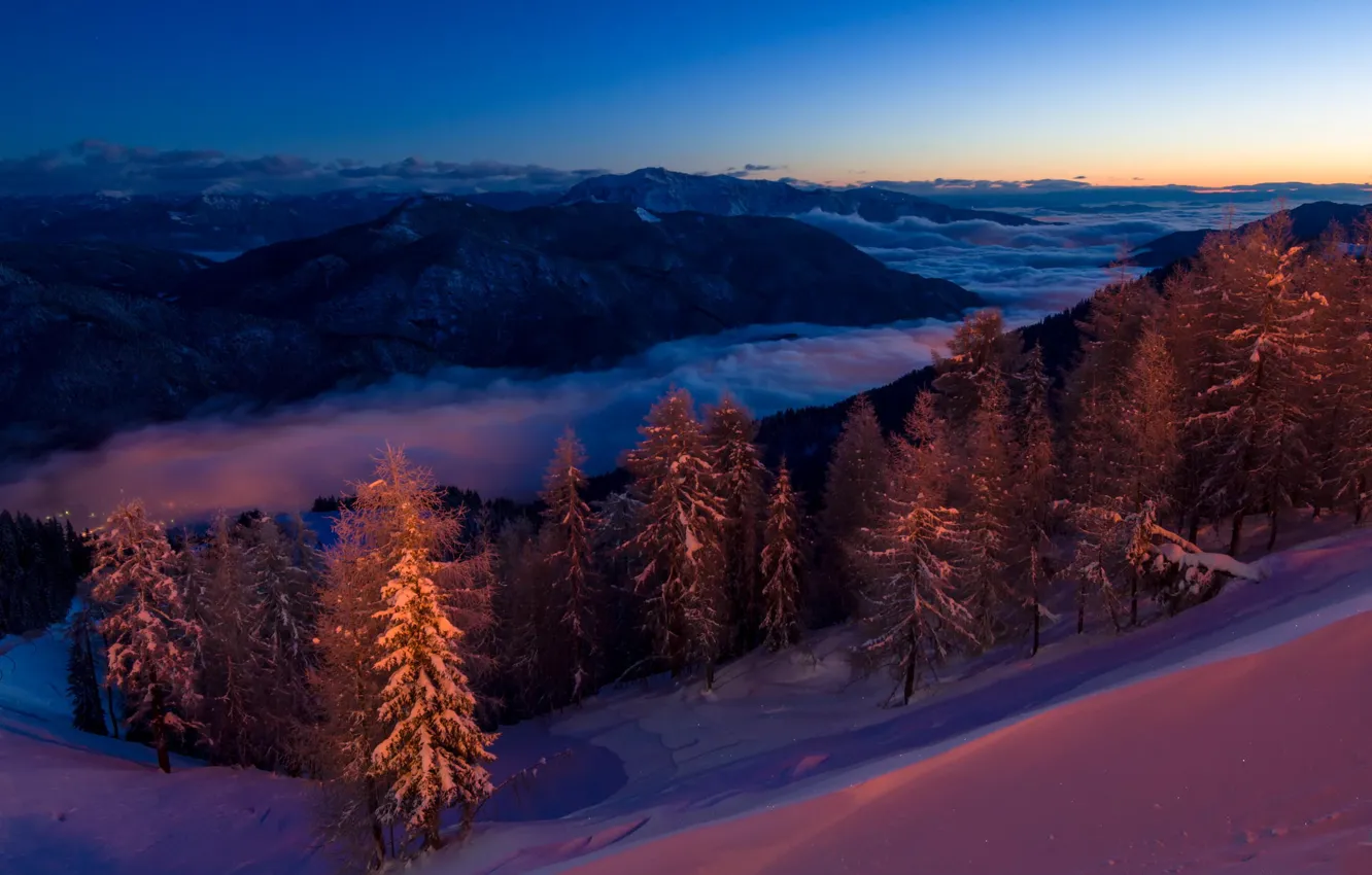 Фото обои лес, снег, горы, ночь, ёлки, Magic forest