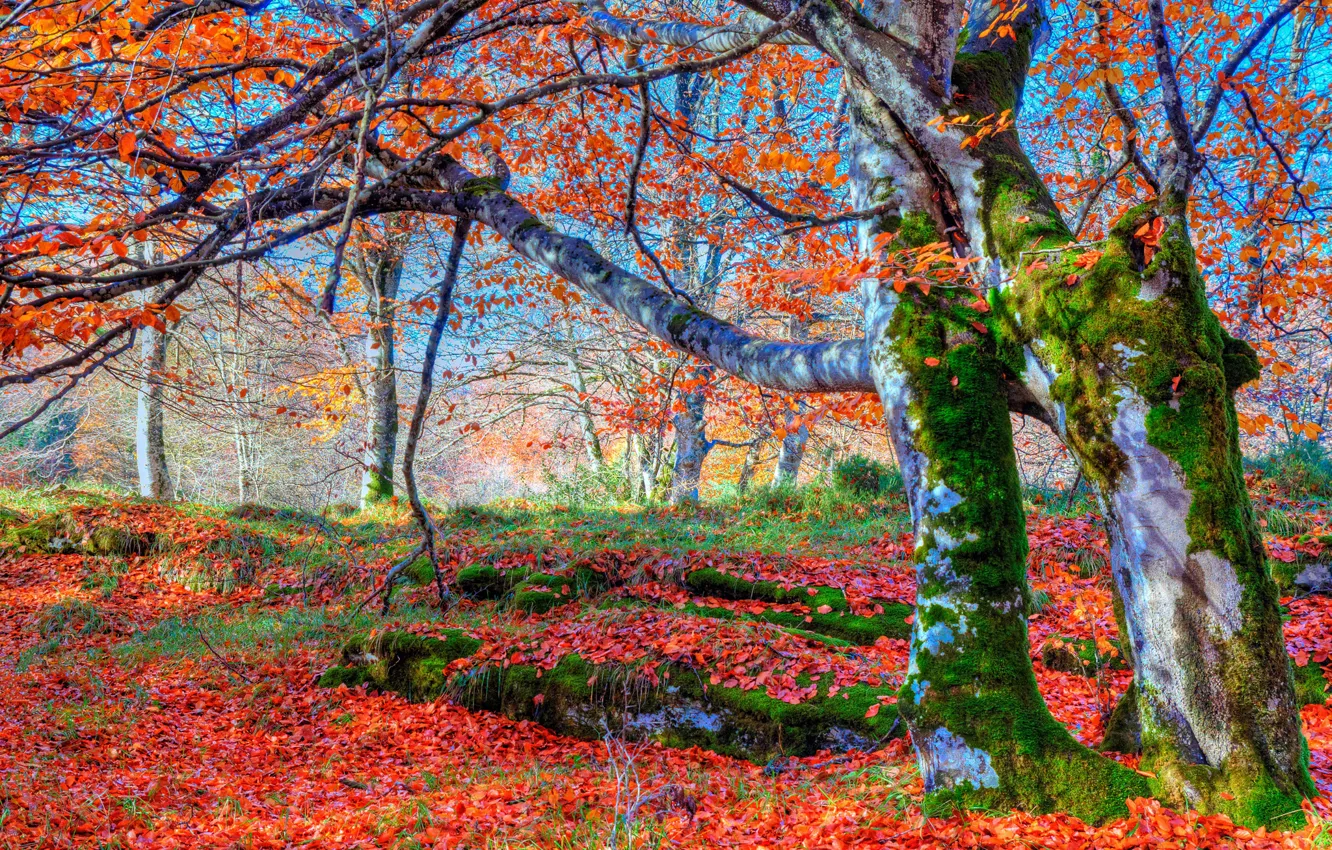 Фото обои осень, лес, листья, деревья, мох, склон
