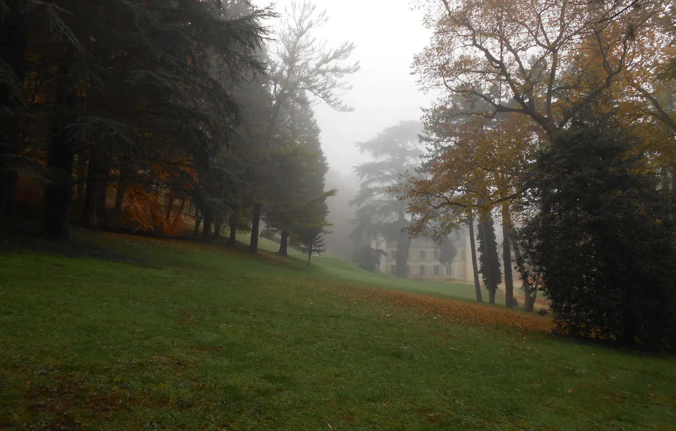 Фото обои деревья, природа, Туман, Осень, Деревья, Autumn, Fog, Trees