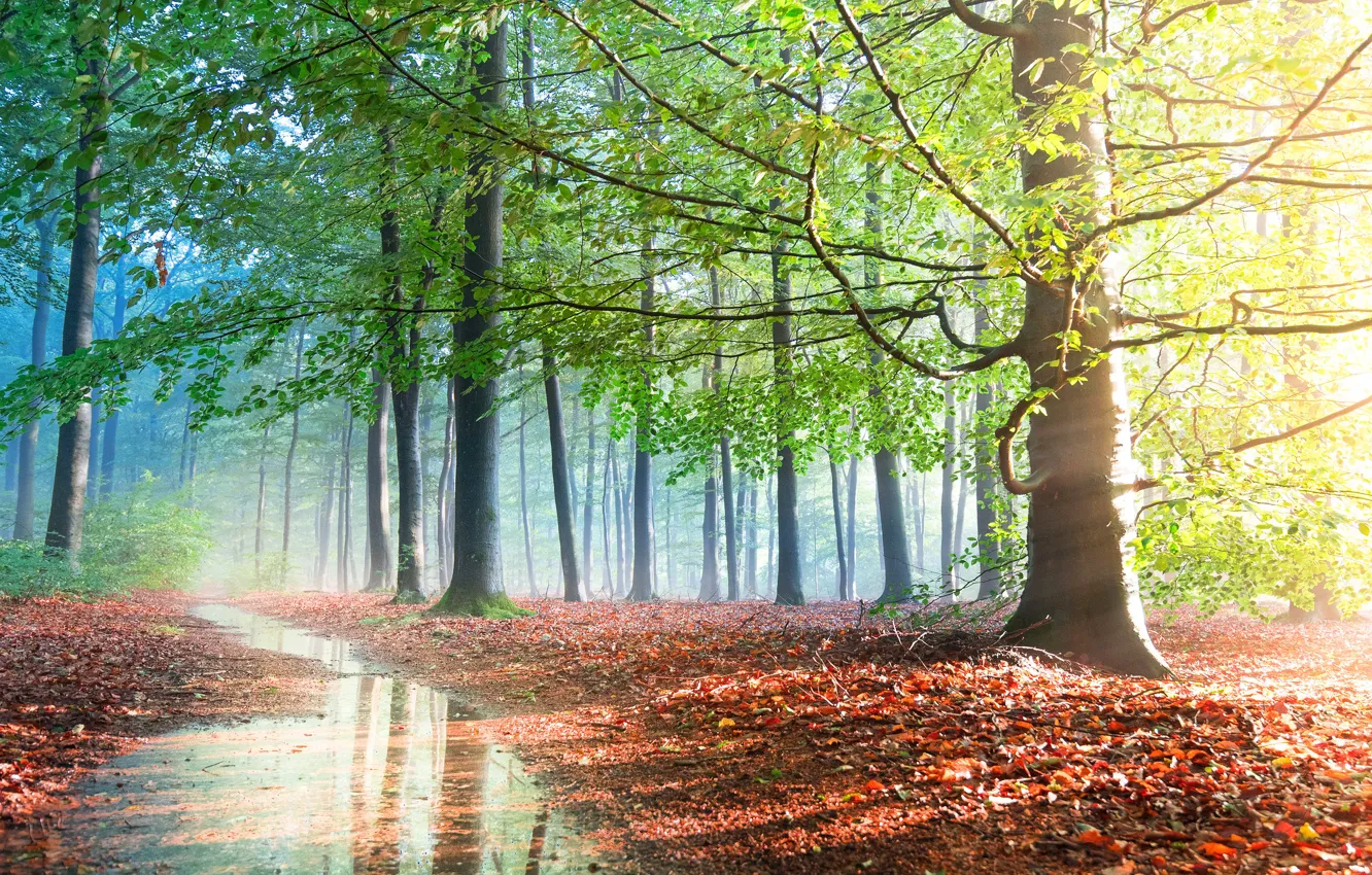 Фото обои зелень, осень, лес, листья, лучи, свет, деревья, туман
