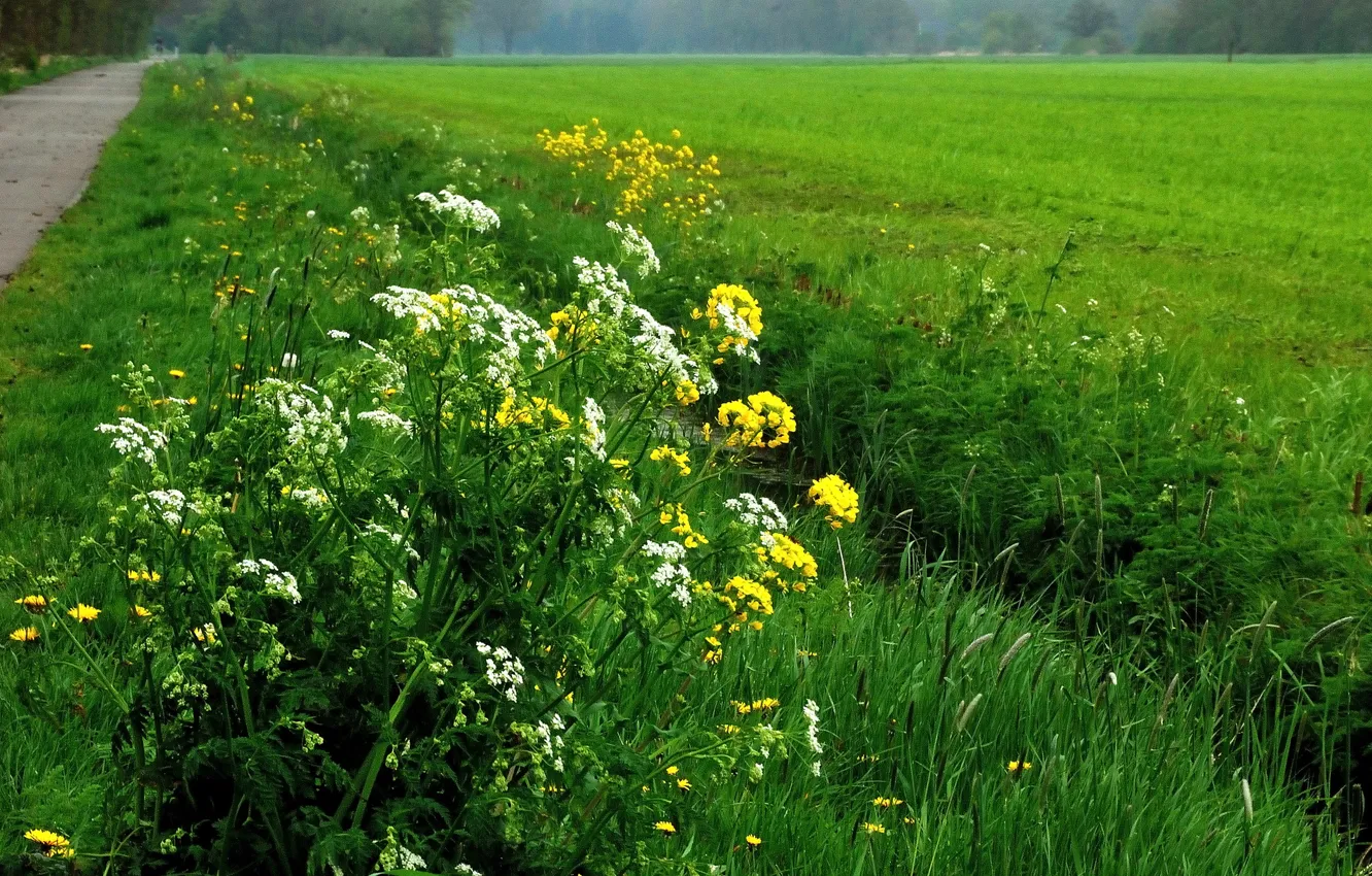Фото обои Зелень, Цветы, Природа, Поле, Трава, Весна, Дорожка, Flowers