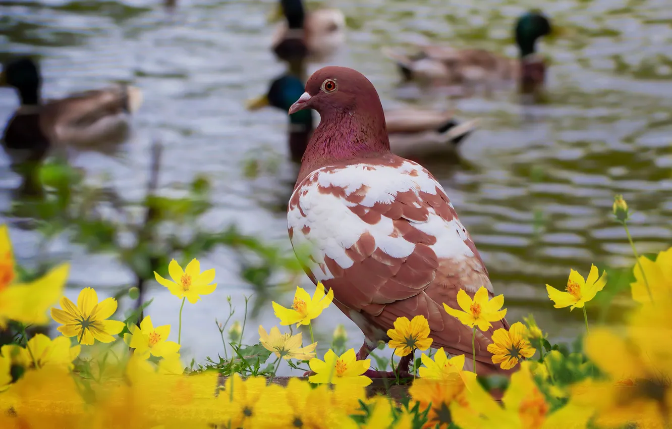 Фото обои взгляд, вода, цветы, птицы, птица, берег, голубь, утки