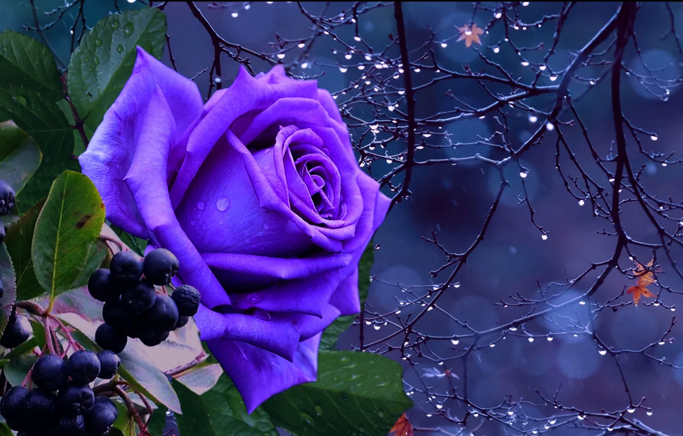 Фото обои осень, капли, ночь, роза, синяя