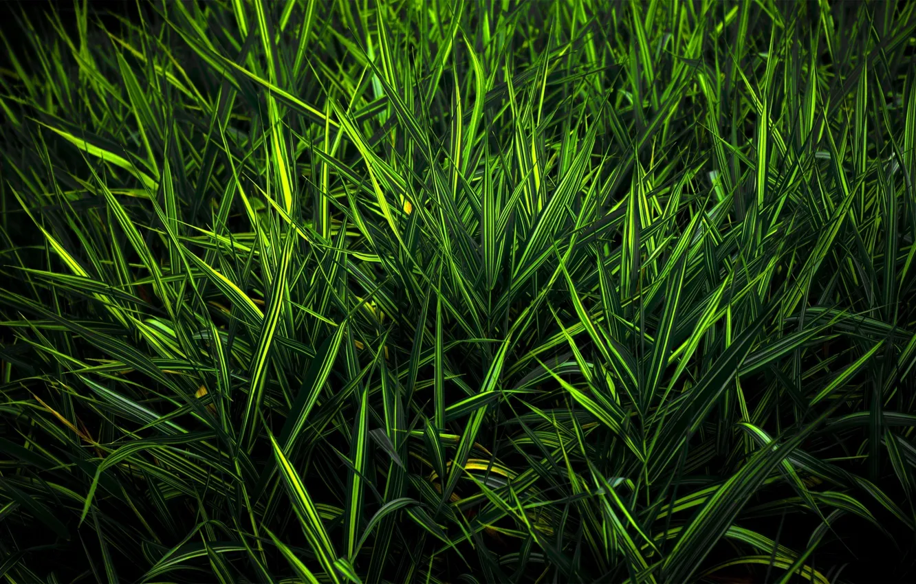 Фото обои зелень, трава, цвет