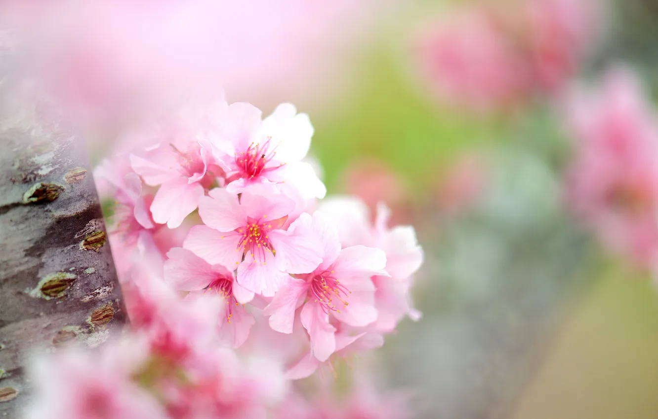 Фото обои цветы, дерево, фокус, ствол, яблоня, цветение