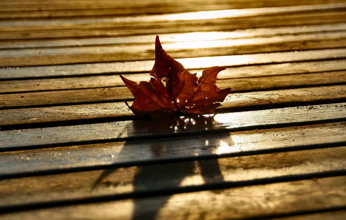 Фото обои осень, макро, свет, лист, доски