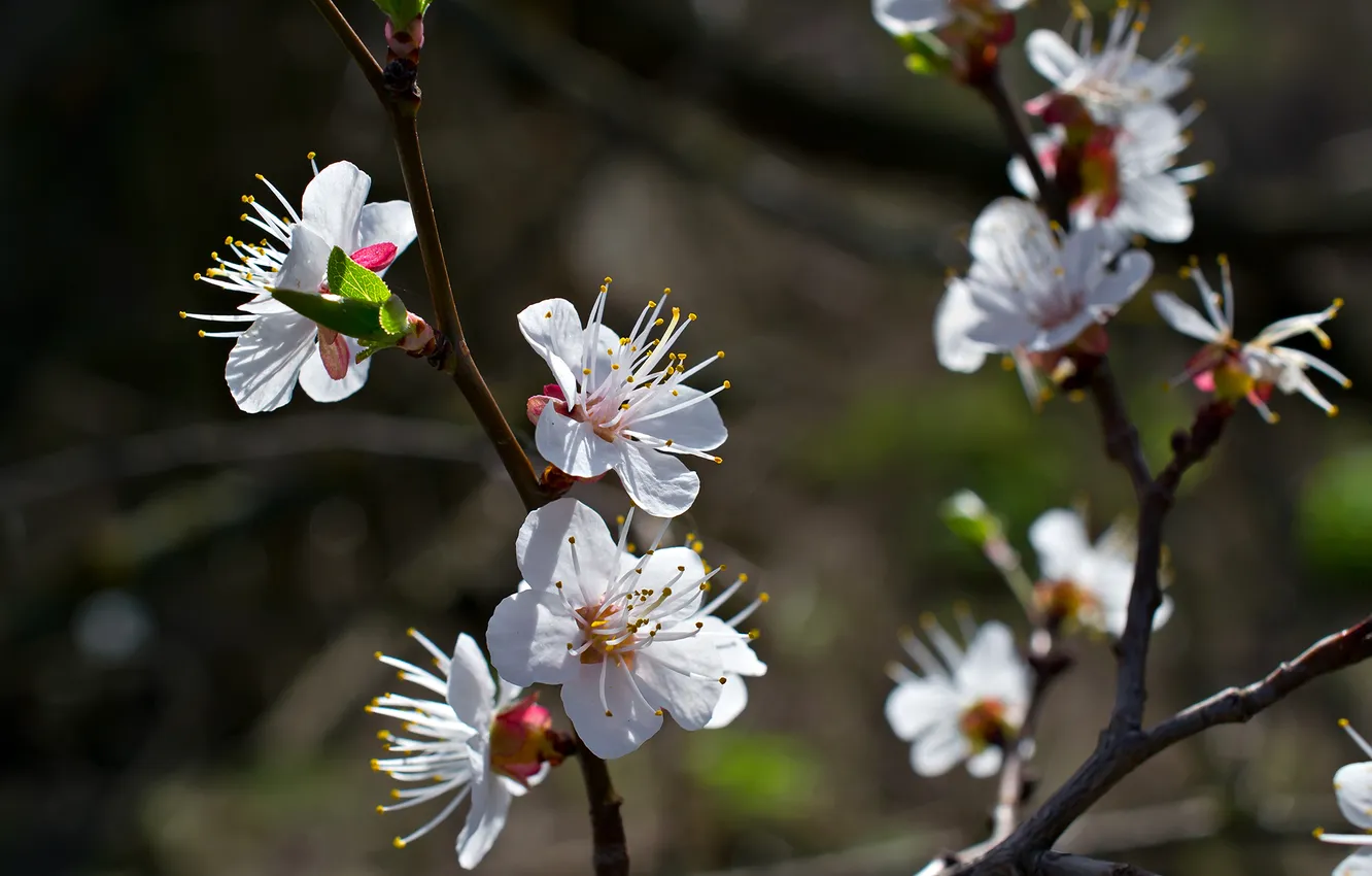 Фото обои цветы, ветки, весна, солнечно, фруктовое дерево