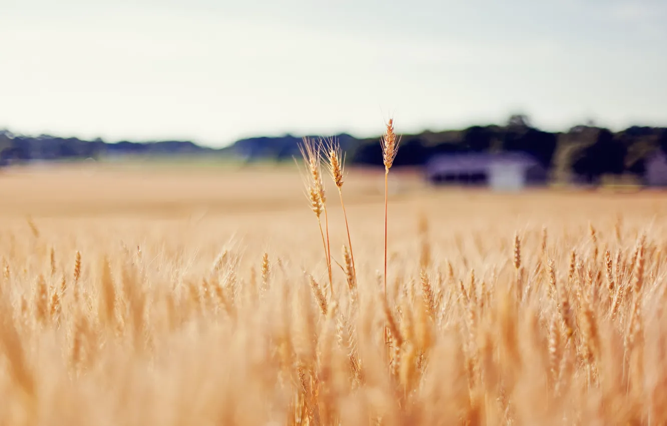 Фото обои пшеница, поле, золото, размытость, колоски