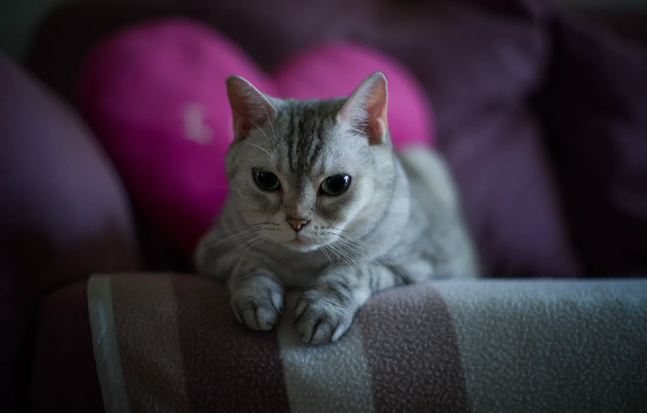 Фото обои кошка, кот, взгляд, поза, мордашка