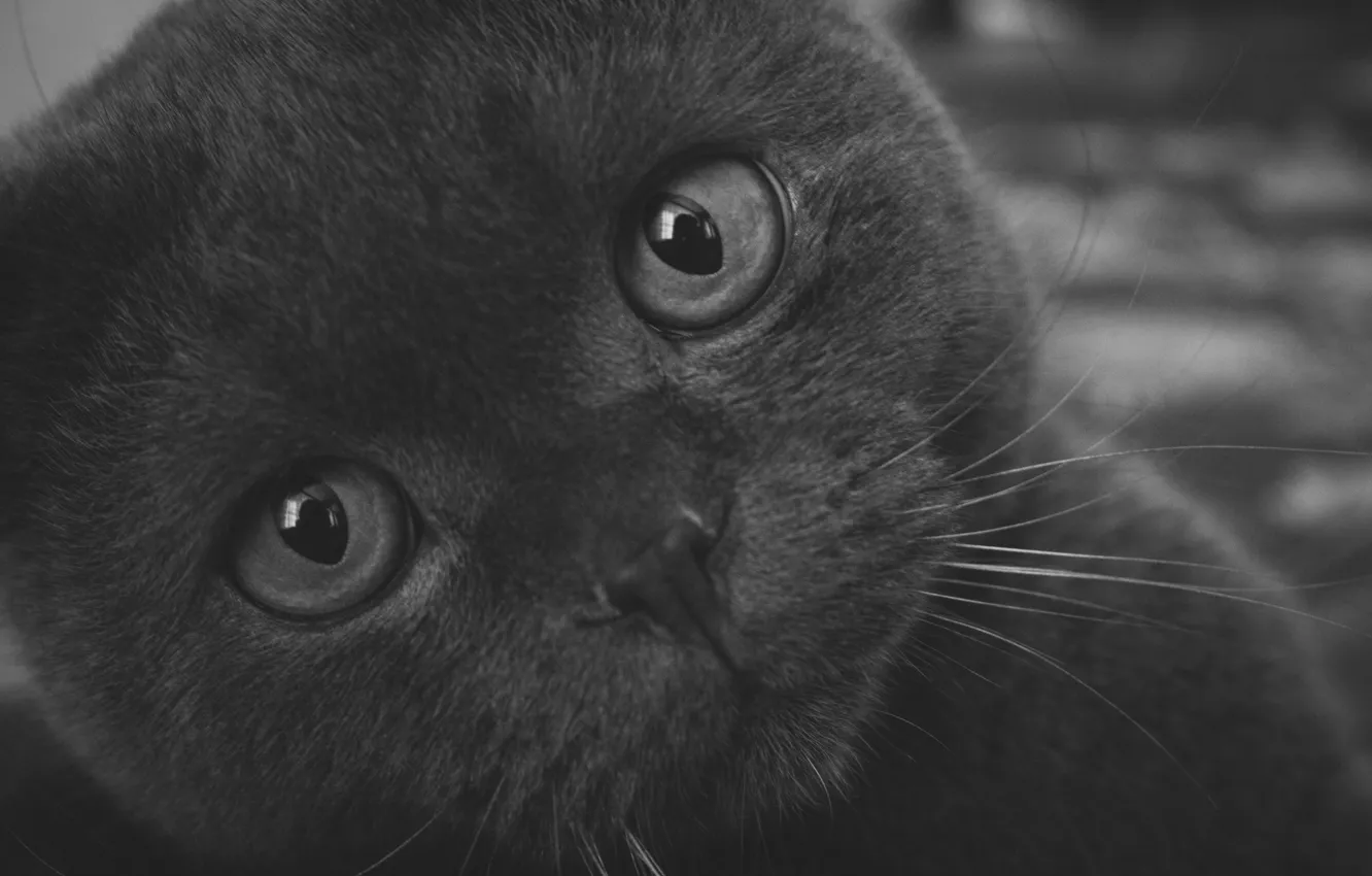 Фото обои глаза, кот, взгляд, макро, фото, серый, фон, зрачки