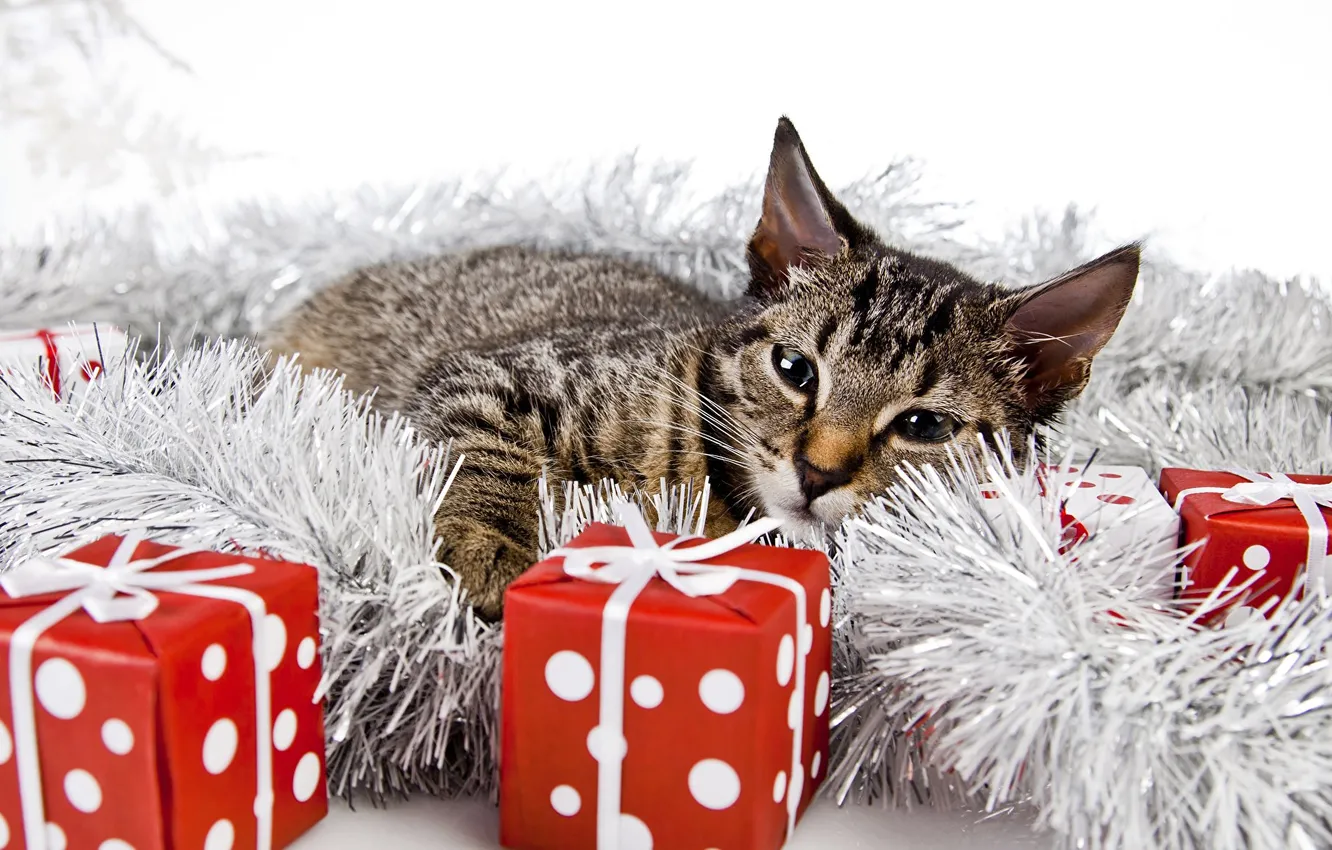 Фото обои кошка, взгляд, поза, котенок, серый, Рождество, подарки, красные