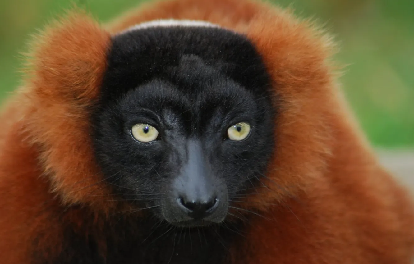 Фото обои animal, wildlife, Lemur