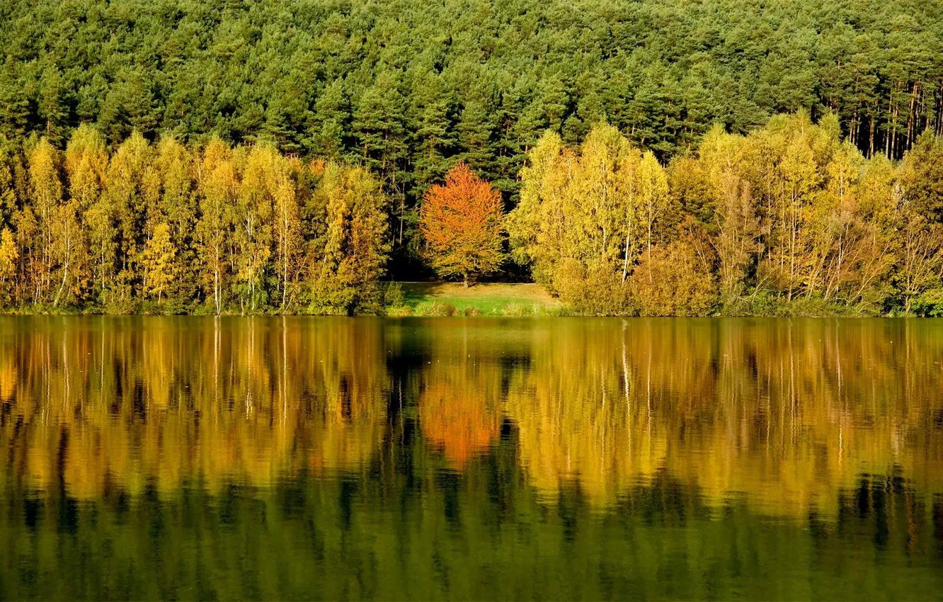 Фото обои лес, вода, деревья, отражение