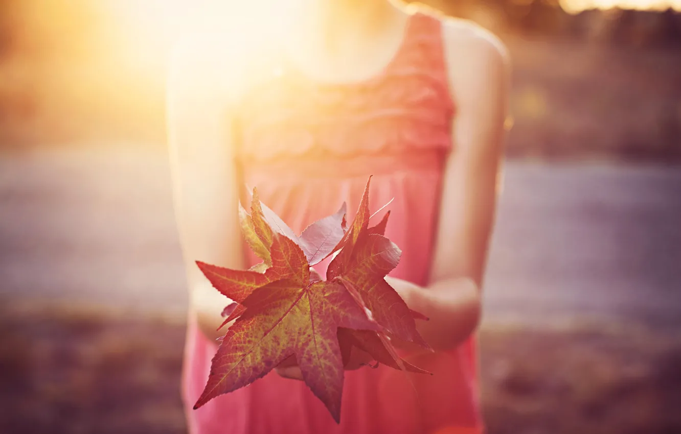 Фото обои листья, солнце, красные