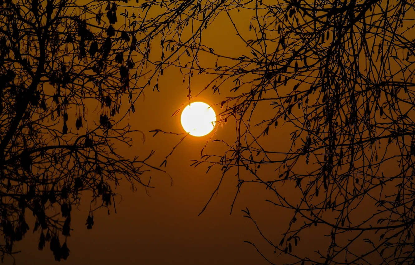 Фото обои небо, солнце, деревья, закат, ветки, озеро