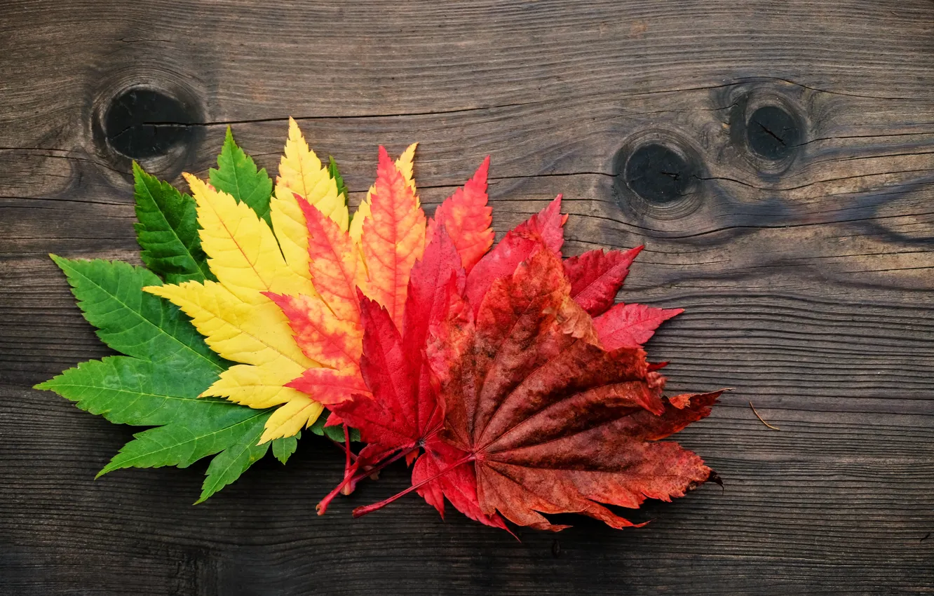 Фото обои осень, листья, colorful, клен, wood, autumn, leaves, maple
